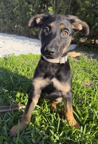 Screenshot 2026-04-02 at 3.29.23 PM.png