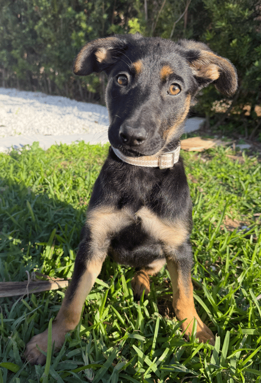 Screenshot 2026-04-02 at 3.29.23 PM.png