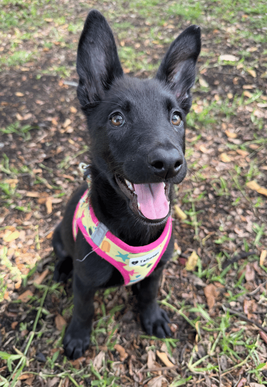 Screenshot 2026-04-02 at 3.30.53 PM.png