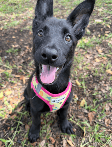 Screenshot 2026-04-02 at 3.30.47 PM.png