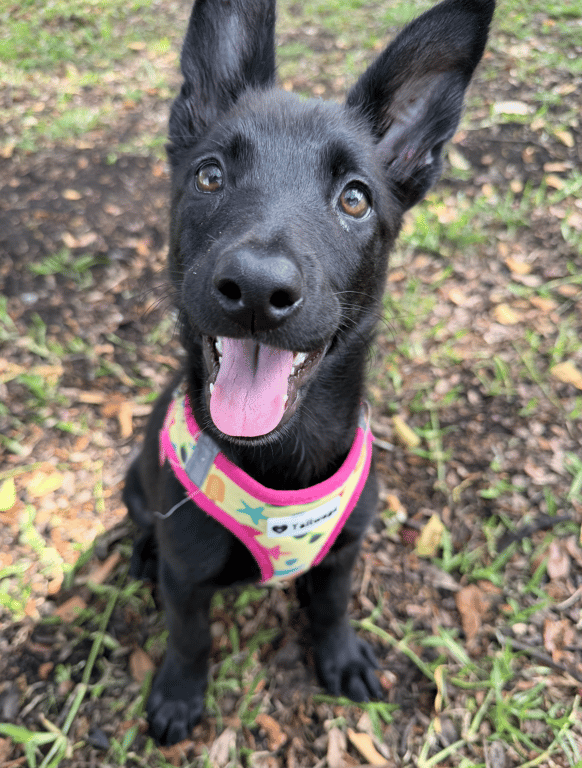 Screenshot 2026-04-02 at 3.30.47 PM.png