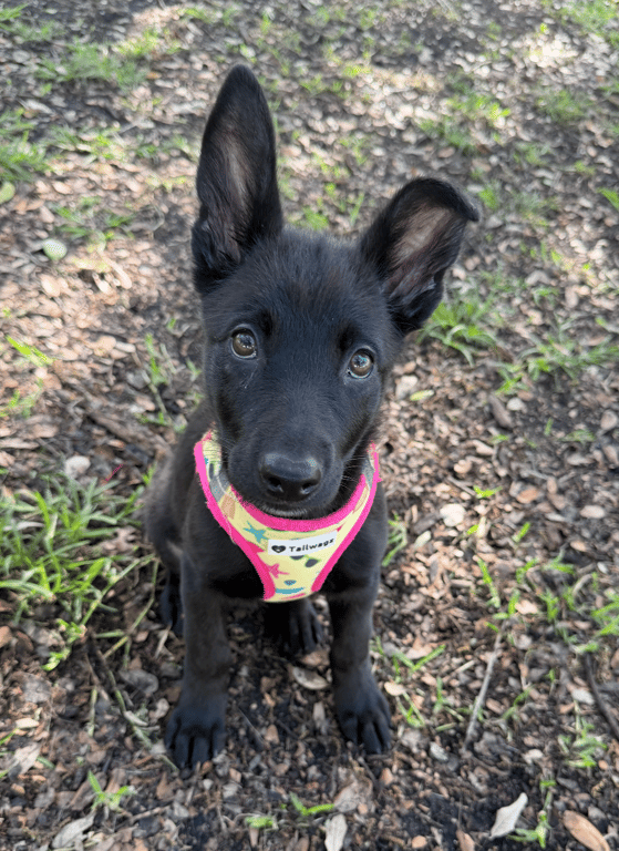 Screenshot 2026-04-02 at 3.30.20 PM.png