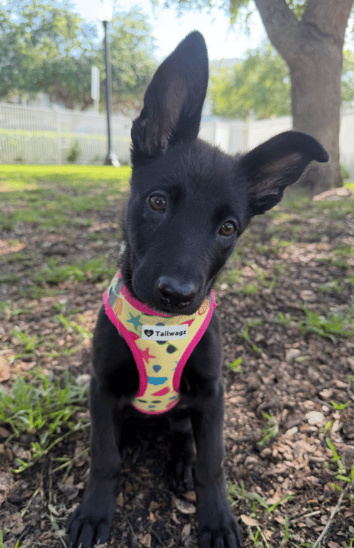 Screenshot 2026-04-02 at 3.30.14 PM.png