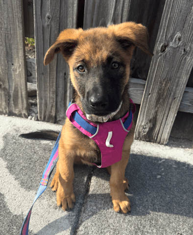 Screenshot 2026-04-02 at 3.31.52 PM.png