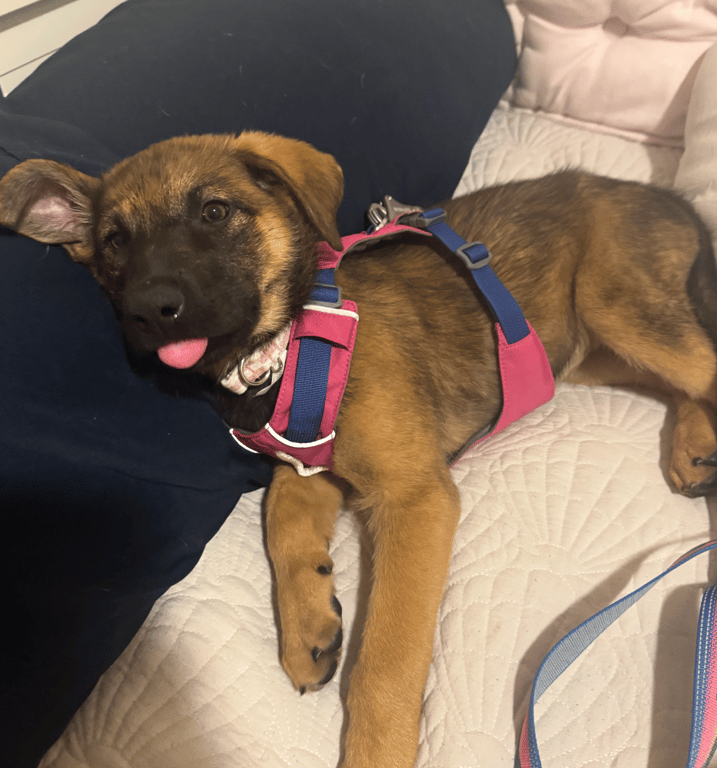 Screenshot 2026-04-02 at 3.32.26 PM.png