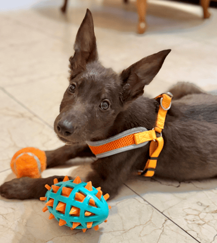 Screenshot 2026-04-13 at 1.31.10 PM.png