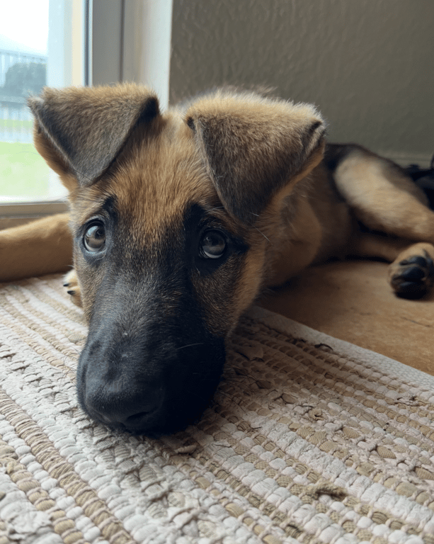 Screenshot 2026-04-13 at 1.33.45 PM.png