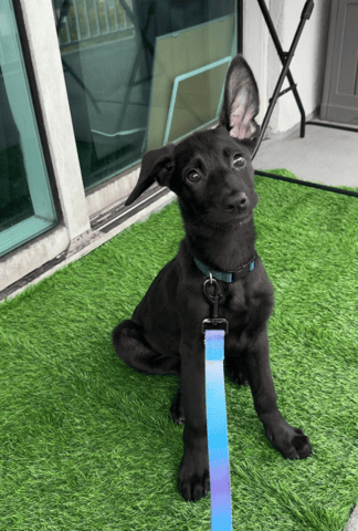 Screenshot 2026-04-13 at 1.35.16 PM.png