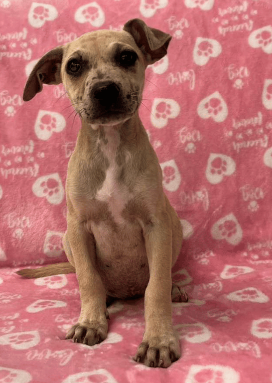 Screenshot 2026-04-15 at 4.23.44 PM.png