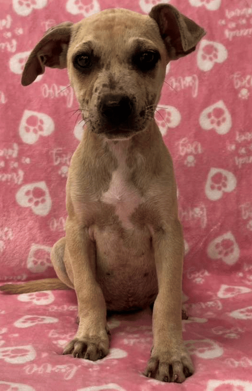 Screenshot 2026-04-15 at 4.23.50 PM.png