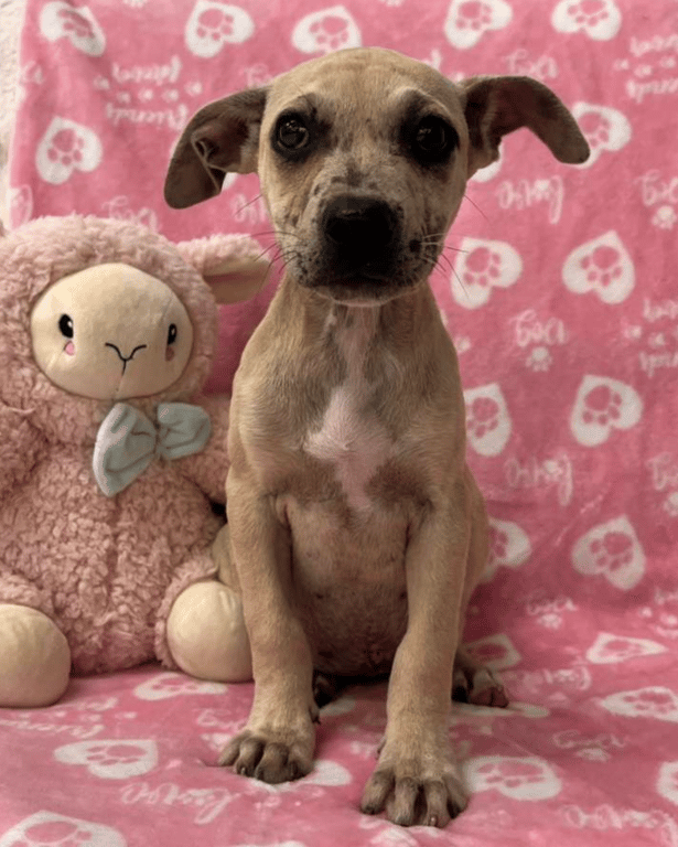 Screenshot 2026-04-15 at 4.23.37 PM.png