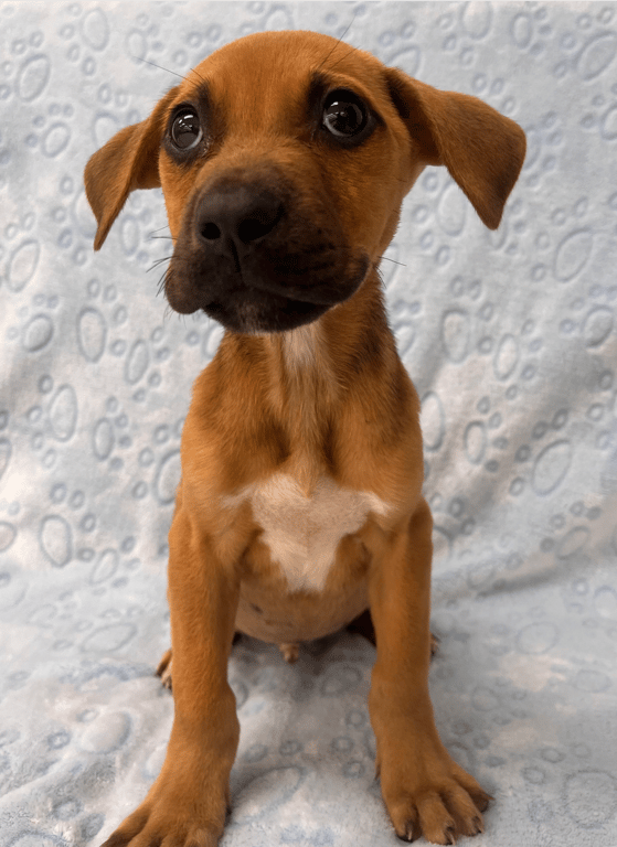 Screenshot 2026-04-15 at 4.24.13 PM.png