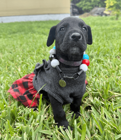 Screenshot 2026-04-15 at 4.40.19 PM.png