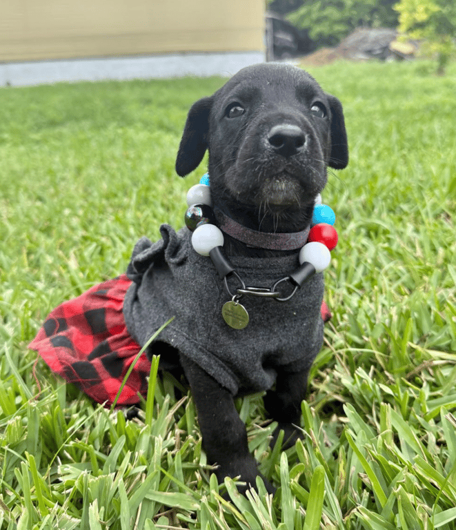 Screenshot 2026-04-15 at 4.40.19 PM.png