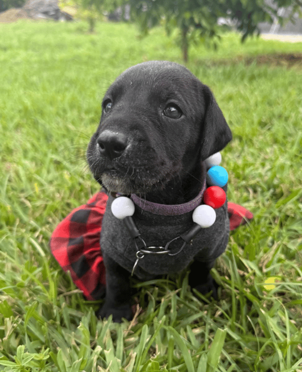 Screenshot 2026-04-15 at 4.40.11 PM.png