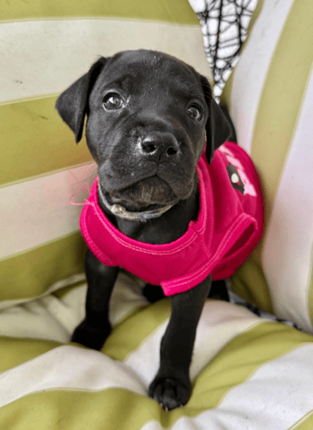 Screenshot 2026-04-15 at 4.42.21 PM.png