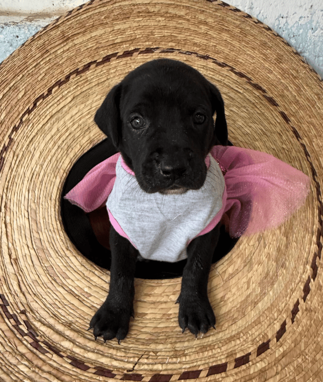 Screenshot 2026-04-15 at 4.42.06 PM.png