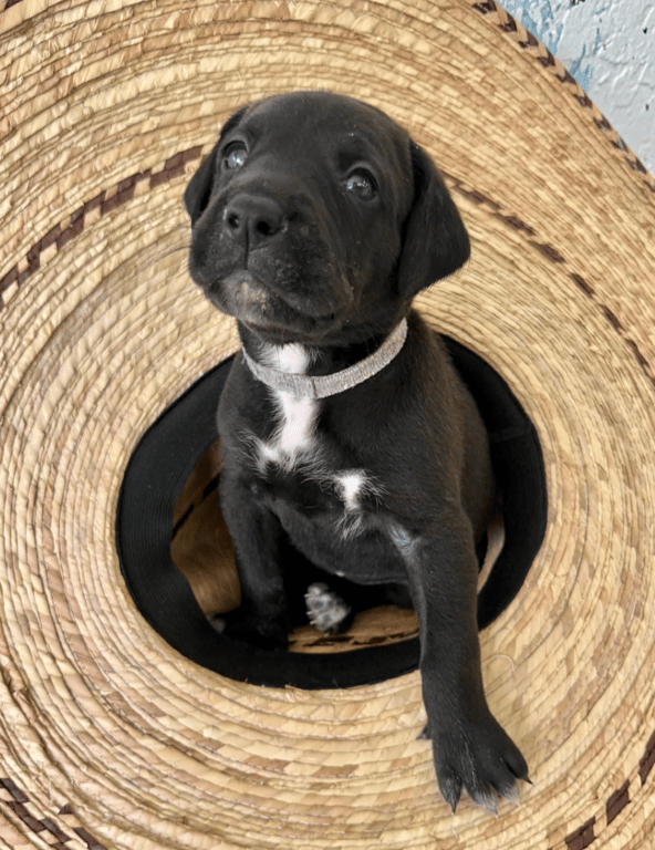 Screenshot 2026-04-15 at 4.43.17 PM.png