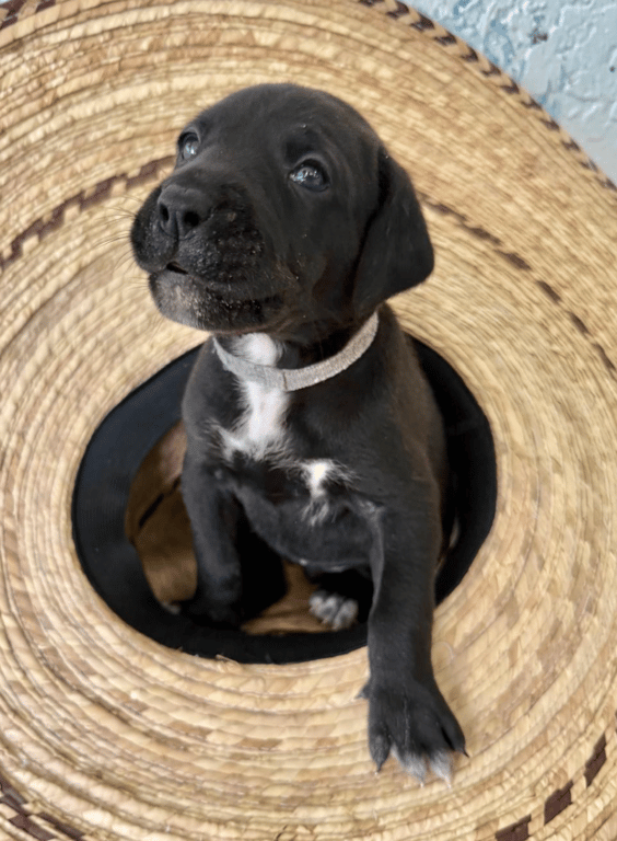 Screenshot 2026-04-15 at 4.43.13 PM.png