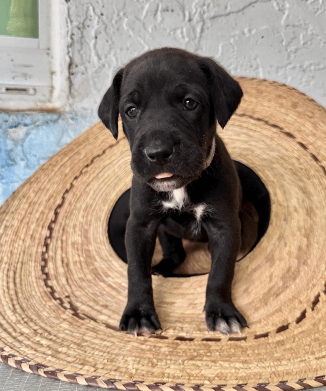 Screenshot 2026-04-15 at 4.43.07 PM.png