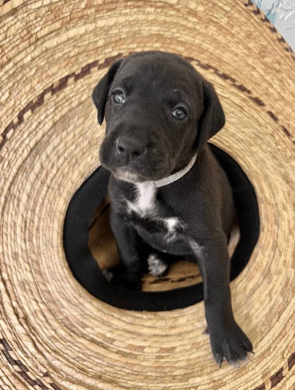 Screenshot 2026-04-15 at 4.43.22 PM.png