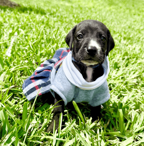 Screenshot 2026-04-15 at 4.44.20 PM.png