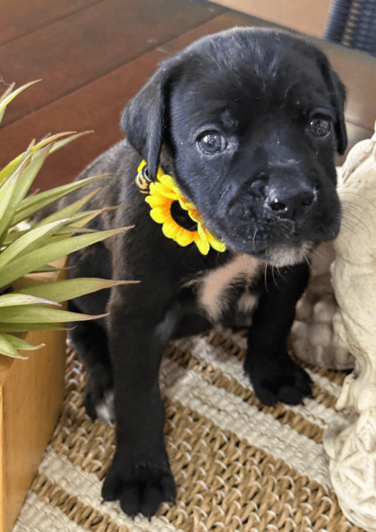 Screenshot 2026-04-15 at 4.45.22 PM.png