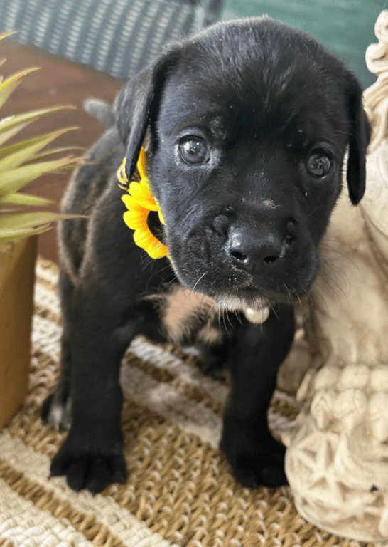 Screenshot 2026-04-15 at 4.45.14 PM.png