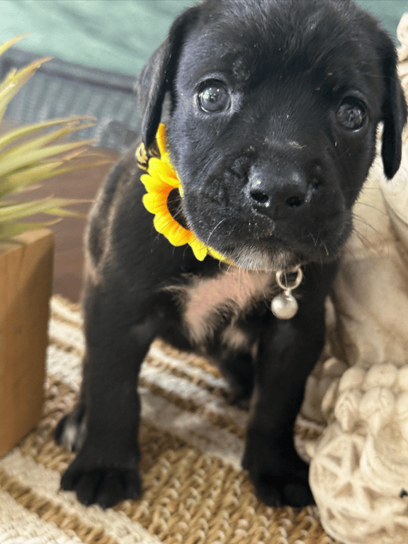 Screenshot 2026-04-15 at 4.45.11 PM.png