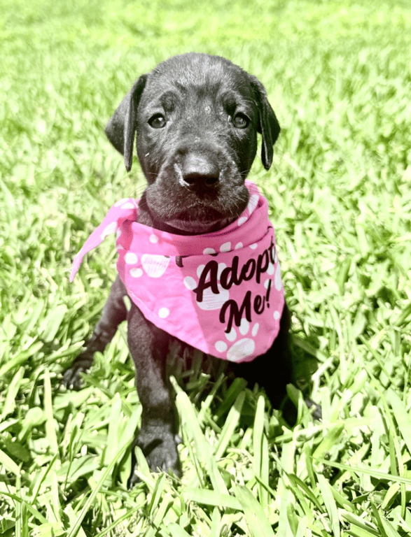 Screenshot 2026-04-15 at 4.47.10 PM.png