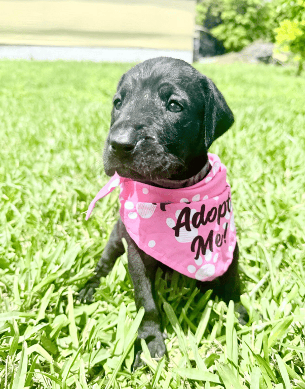 Screenshot 2026-04-15 at 4.47.01 PM.png