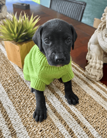 Screenshot 2026-04-15 at 4.48.36 PM.png