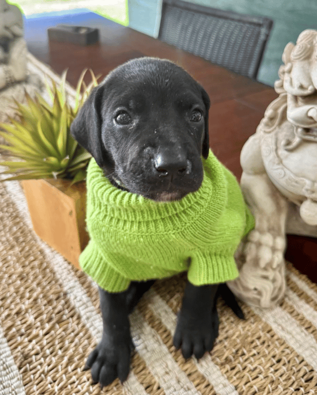 Screenshot 2026-04-15 at 4.48.29 PM.png