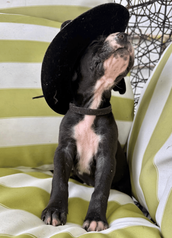 Screenshot 2026-04-15 at 4.49.42 PM.png