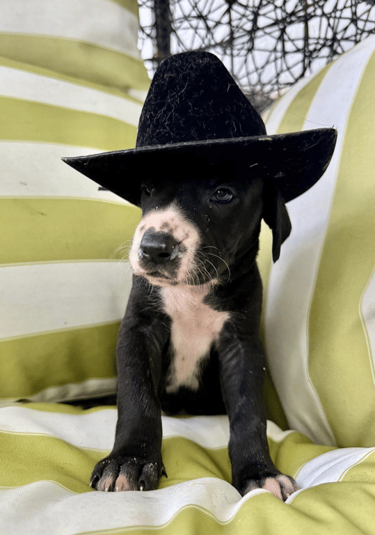 Screenshot 2026-04-15 at 4.49.36 PM.png