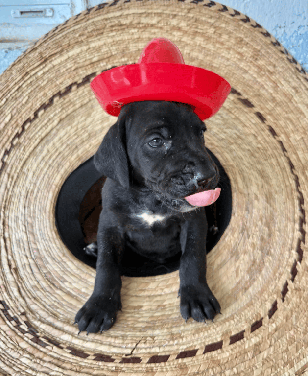 Screenshot 2026-04-15 at 4.50.59 PM.png