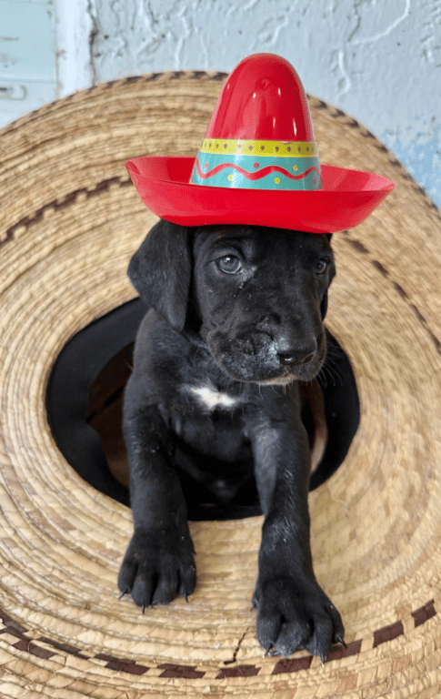 Screenshot 2026-04-15 at 4.50.48 PM.png