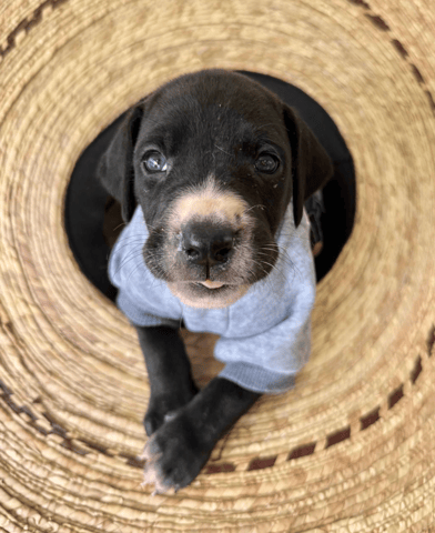 Screenshot 2026-04-15 at 4.52.40 PM.png