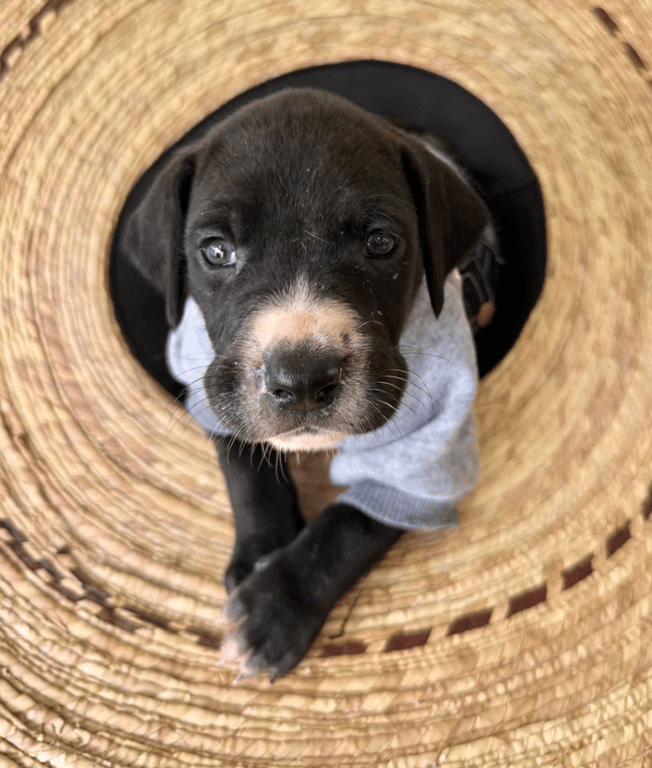 Screenshot 2026-04-15 at 4.52.35 PM.png