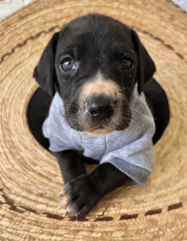 Screenshot 2026-04-15 at 4.52.30 PM.png