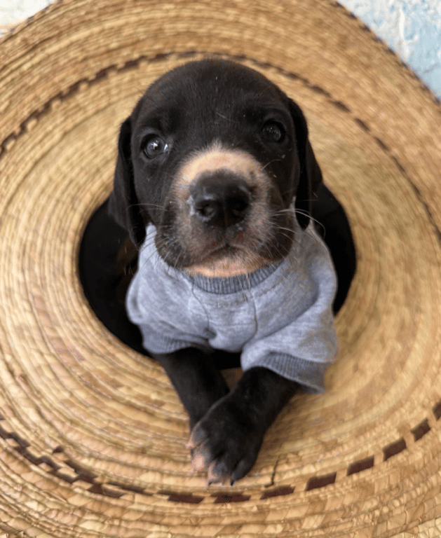 Screenshot 2026-04-15 at 4.52.23 PM.png