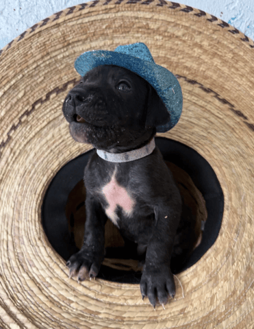 Screenshot 2026-04-15 at 4.53.28 PM.png