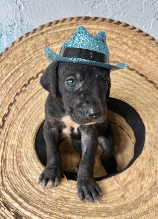 Screenshot 2026-04-15 at 4.53.37 PM.png