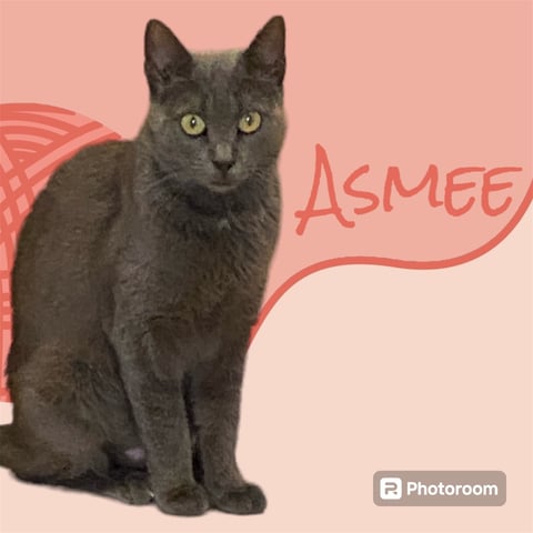 Asmee.jpeg