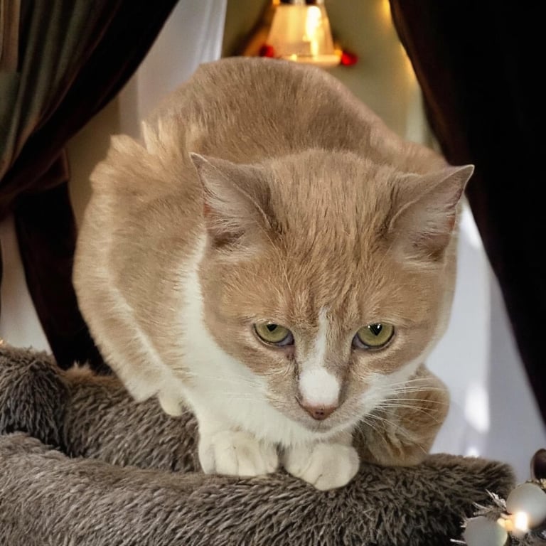 Kitty Boy2.jpg