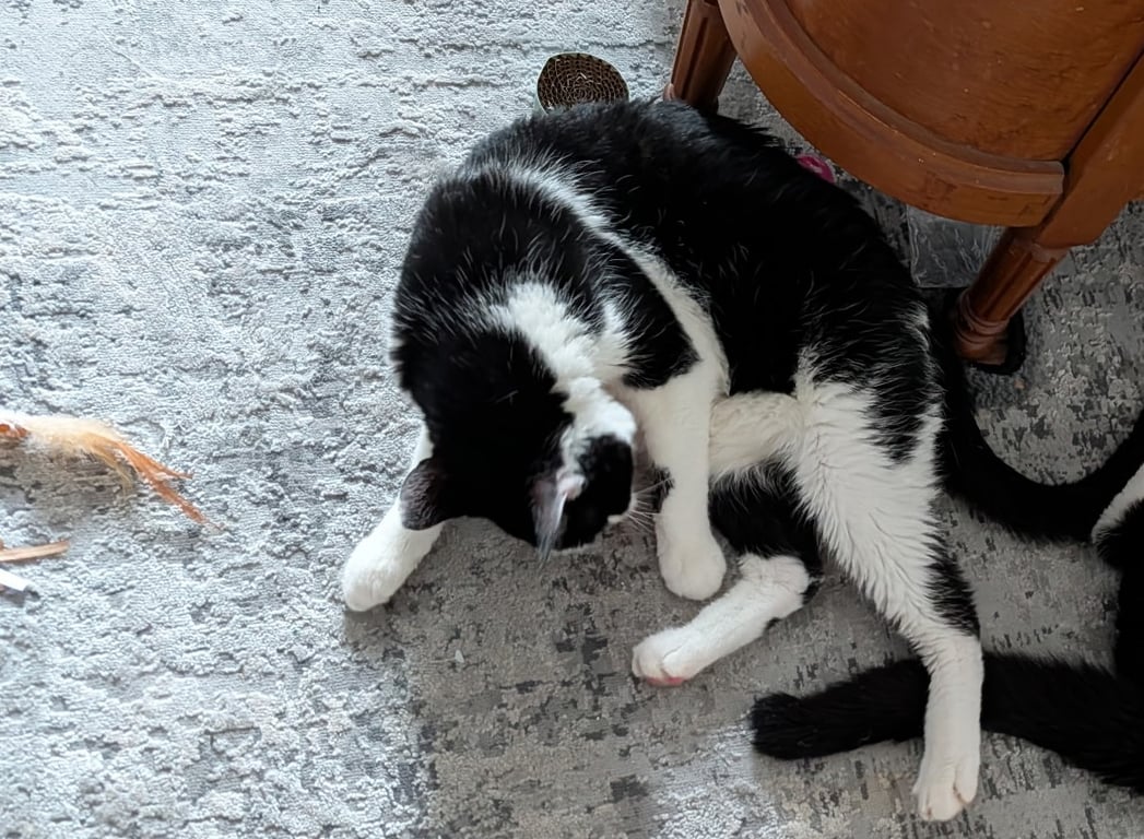 Trouble and Angel.jpeg