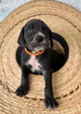 Screenshot 2026-04-26 at 9.47.54 AM.png