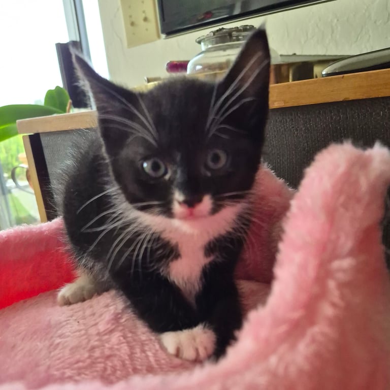 tuxie kitten 20260503_123957.jpg