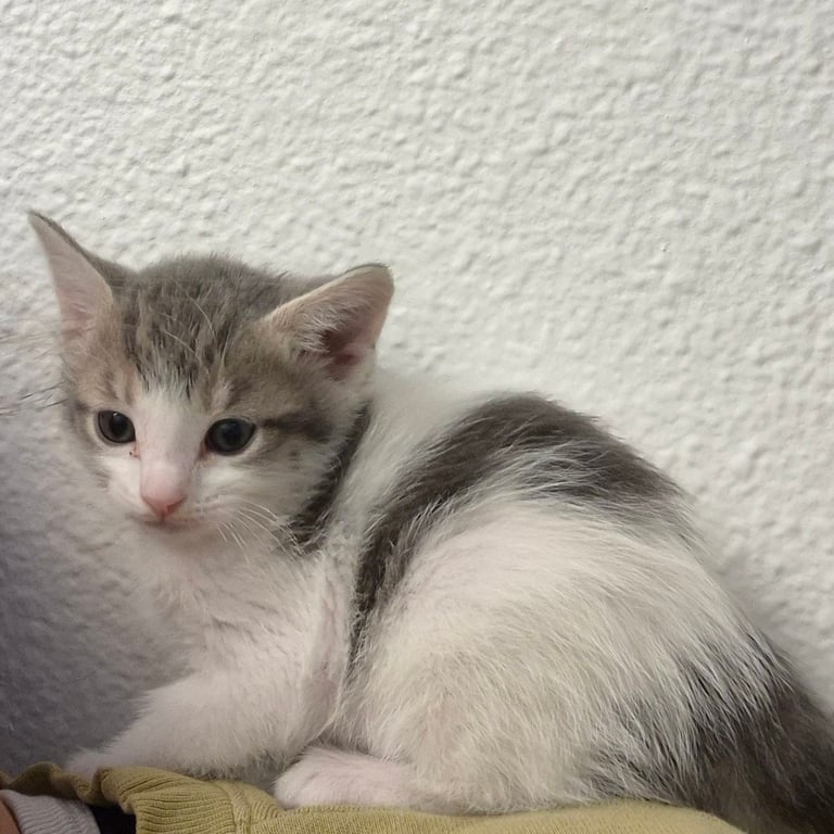 kitten 320260428_162144.jpg