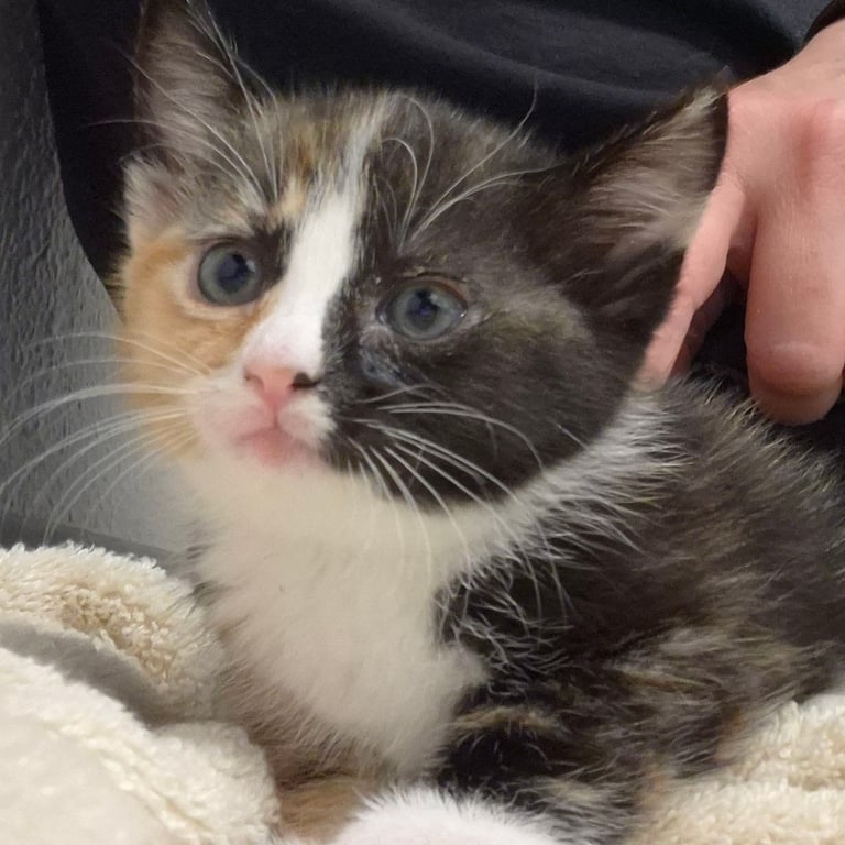 calico kitten 20260429_171100.jpg